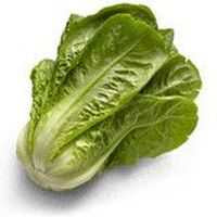 Lettuce Cos 2 pack